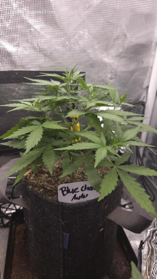 BLUE CHEESE 🧀 AUTO. Week 5