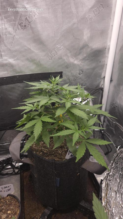 BLUE CHEESE 🧀 AUTO. Week 5