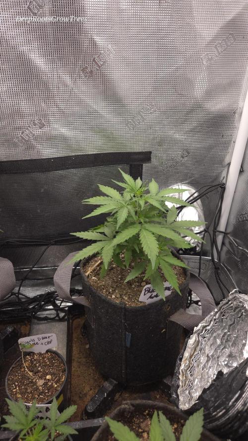 BLUE CHEESE 🧀 AUTO. Week 5