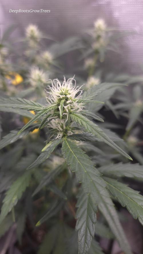 TRIPLE G AUTO. Week 6