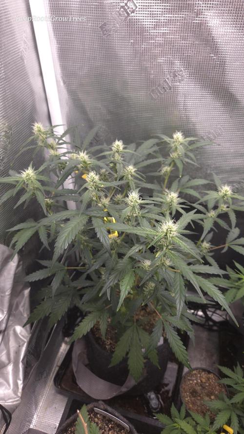 TRIPLE G AUTO. Week 6