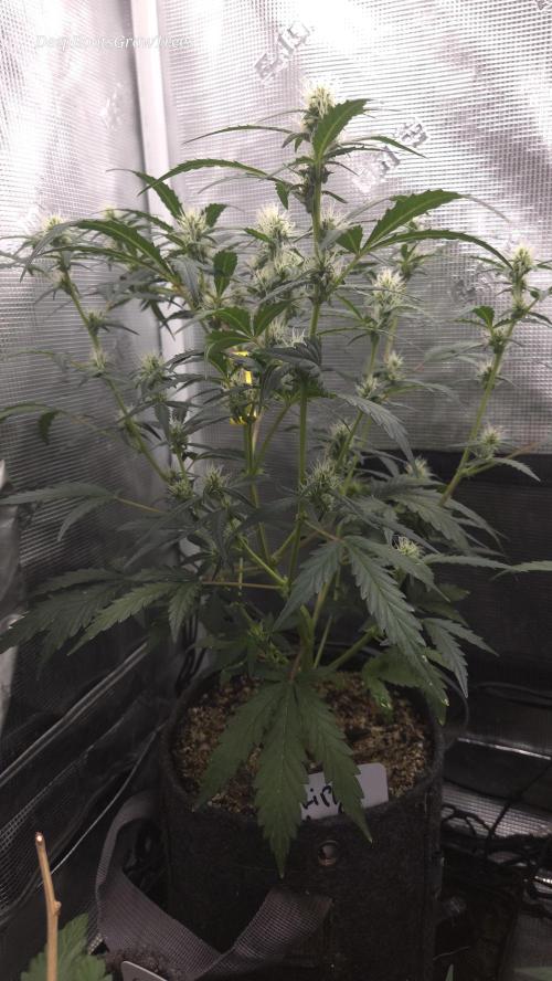 TRIPLE G AUTO. Week 6