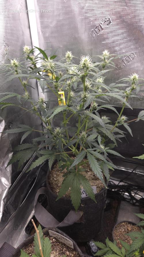 TRIPLE G AUTO. Week 6