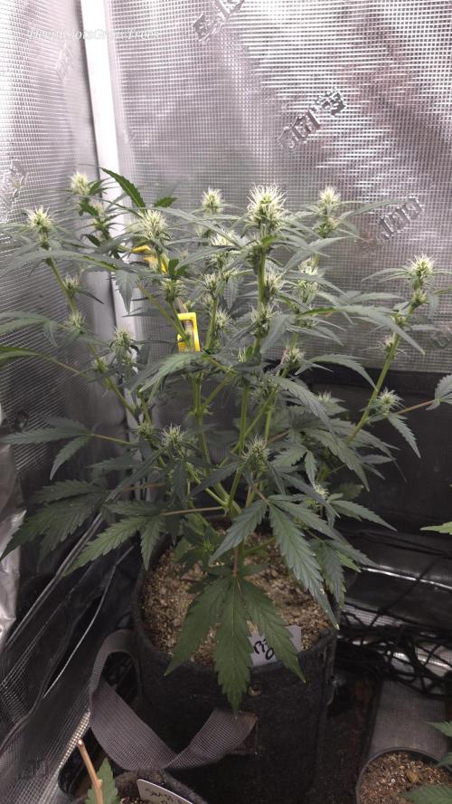 TRIPLE G AUTO. Week 6
