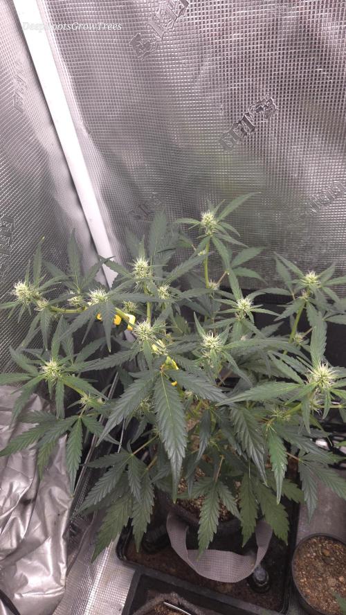 TRIPLE G AUTO. Week 6