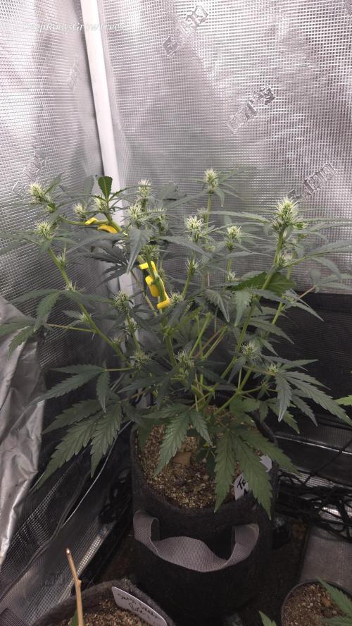 TRIPLE G AUTO. Week 6