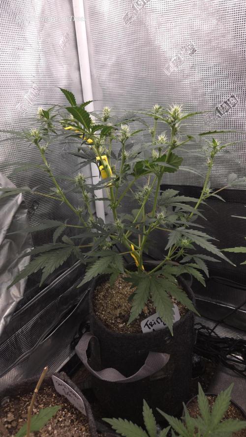 TRIPLE G AUTO. Week 6