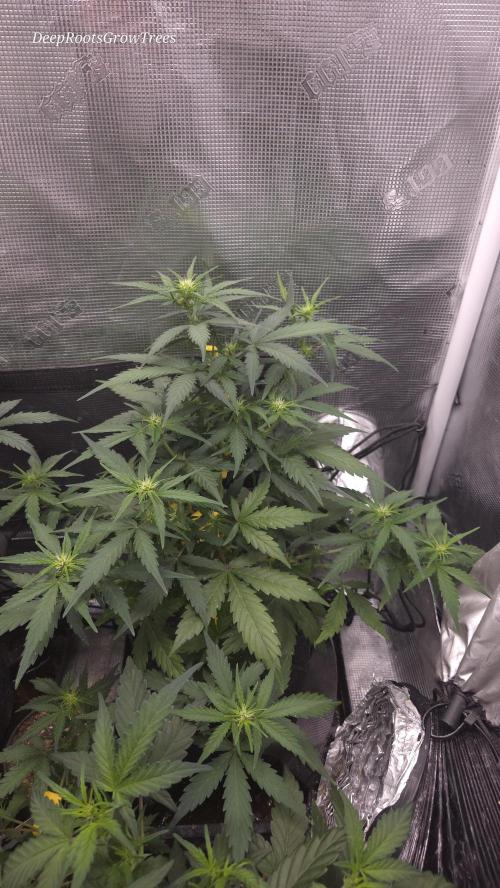 BLUE CHEESE 🧀 AUTO. Week 6