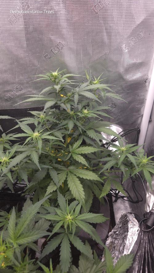 BLUE CHEESE 🧀 AUTO. Week 6