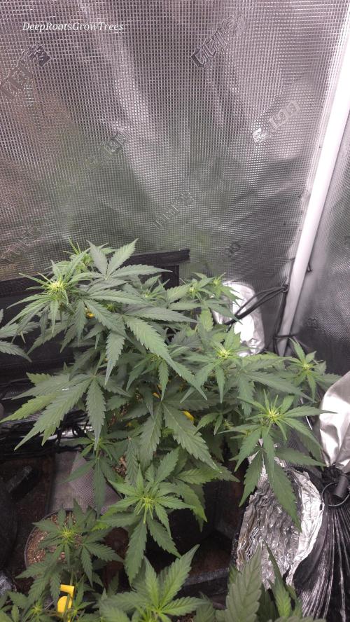 BLUE CHEESE 🧀 AUTO. Week 6