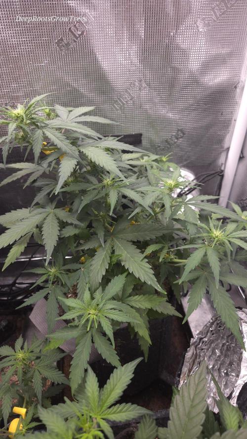 BLUE CHEESE 🧀 AUTO. Week 6