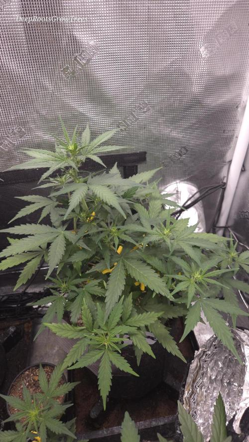 BLUE CHEESE 🧀 AUTO. Week 6