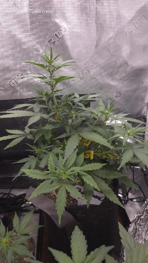 BLUE CHEESE 🧀 AUTO. Week 6