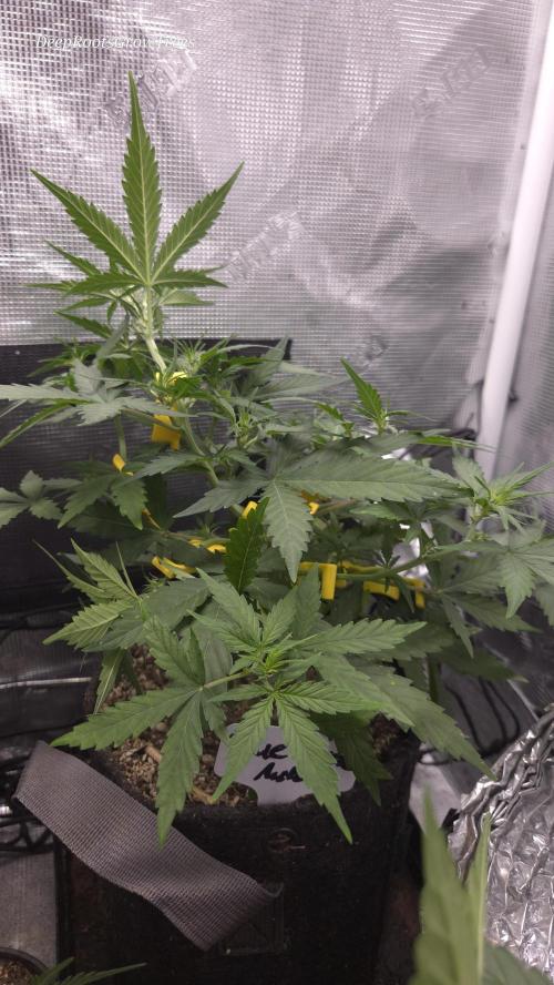 BLUE CHEESE 🧀 AUTO. Week 6