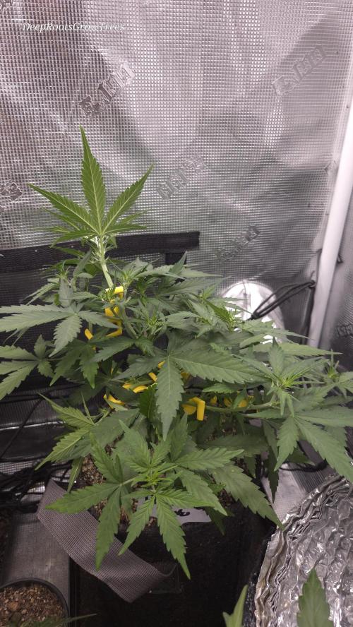 BLUE CHEESE 🧀 AUTO. Week 6