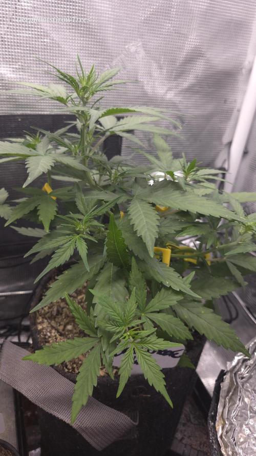 BLUE CHEESE 🧀 AUTO. Week 6