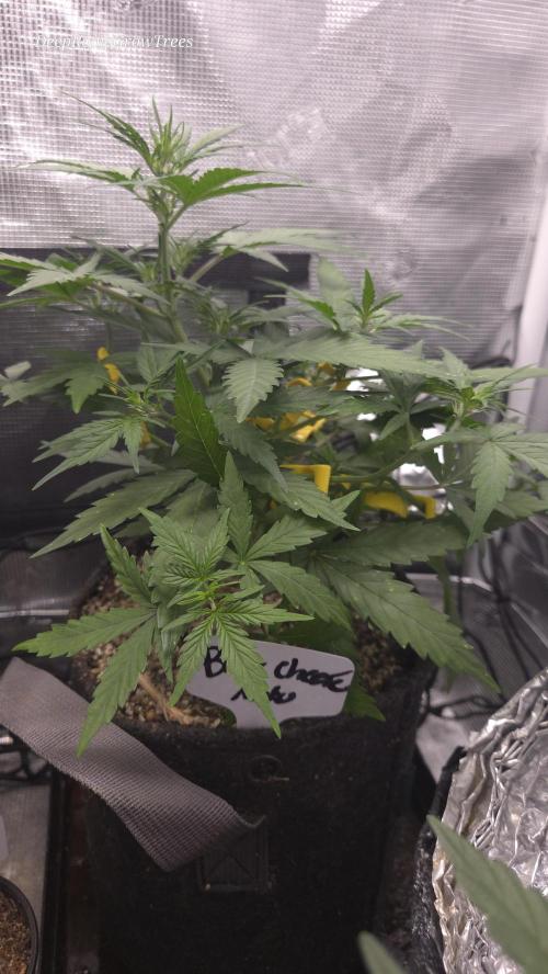 BLUE CHEESE 🧀 AUTO. Week 6