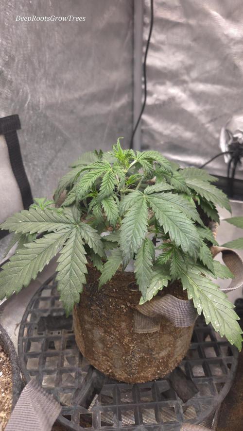 MIMOSA  AUTO. Week 4