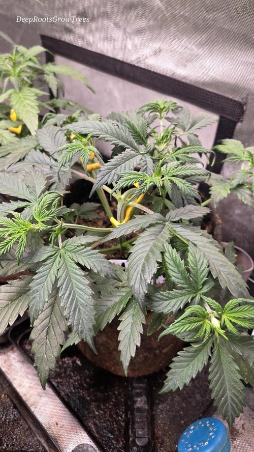 MIMOSA  AUTO. Week 4