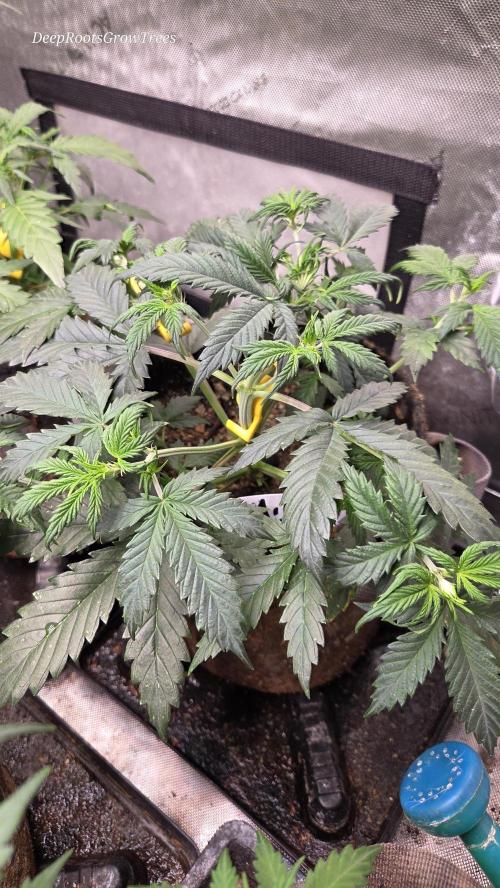 MIMOSA  AUTO. Week 4