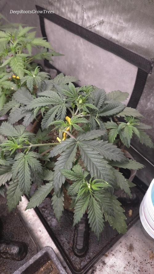 MIMOSA  AUTO. Week 4