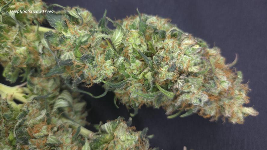 Grandpa Zombie 🧟‍♂️. Week 16