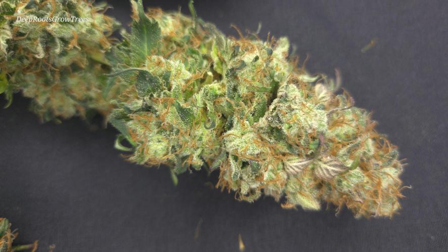 Grandpa Zombie 🧟‍♂️. Week 16