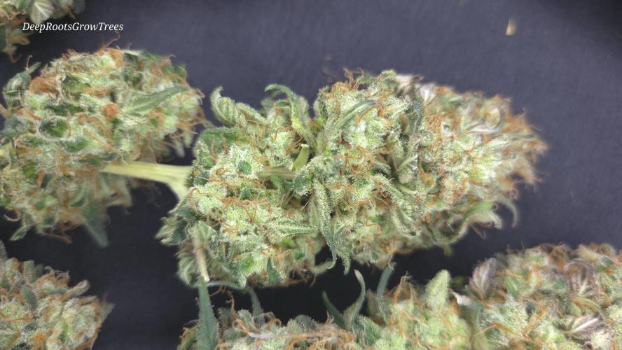Grandpa Zombie 🧟‍♂️. Week 16
