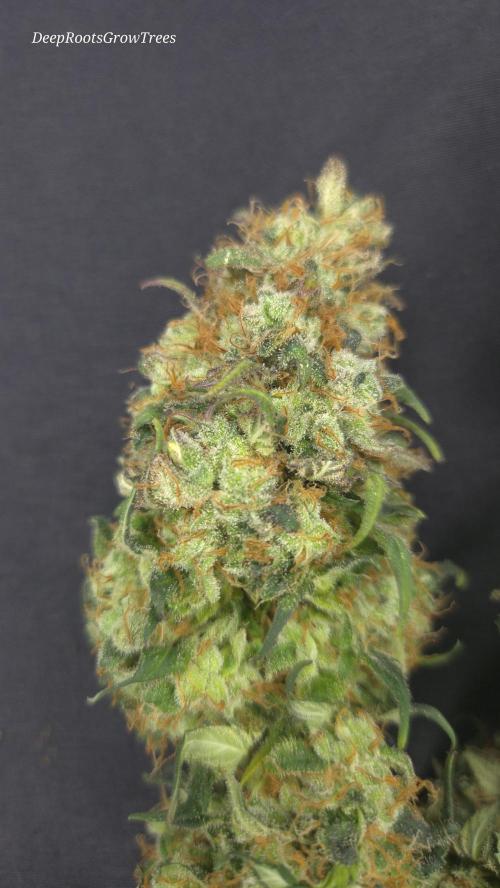 Grandpa Zombie 🧟‍♂️. Week 16
