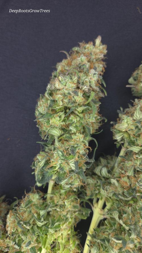 Grandpa Zombie 🧟‍♂️. Week 16