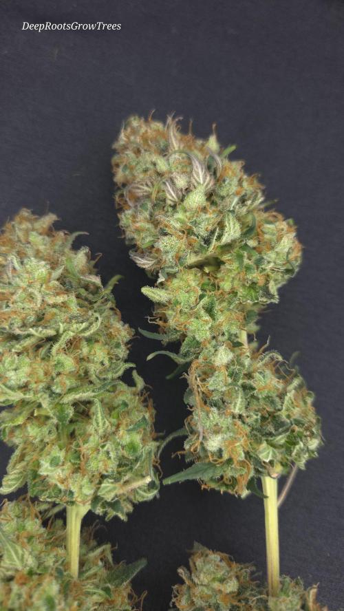 Grandpa Zombie 🧟‍♂️. Week 16
