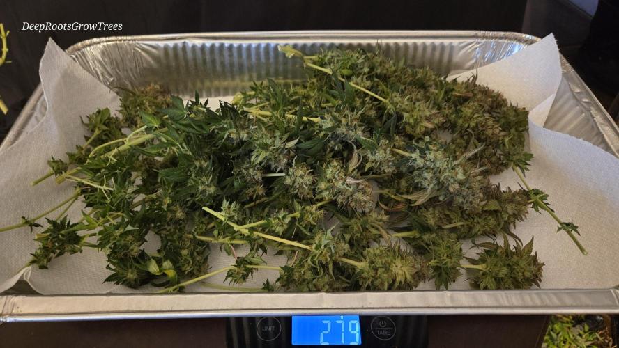 Grandpa Zombie 🧟‍♂️. Week 16