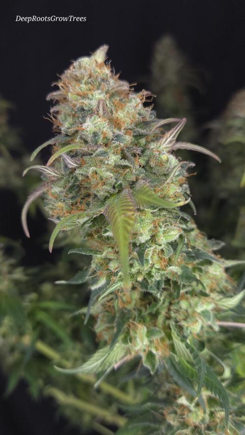 Grandpa Zombie 🧟‍♂️. Week 16