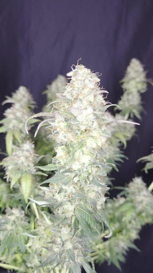Grandpa Zombie 🧟♂️