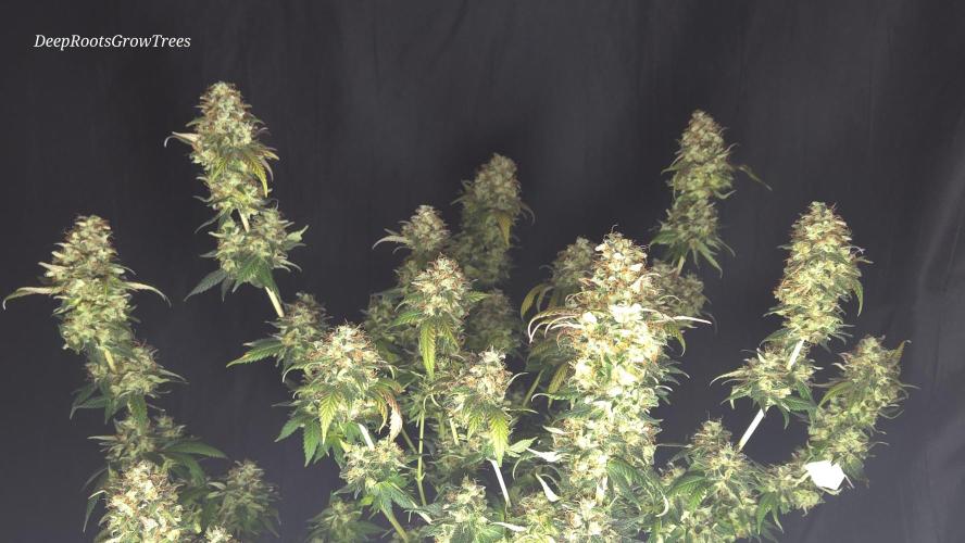 Grandpa Zombie 🧟‍♂️. Week 16