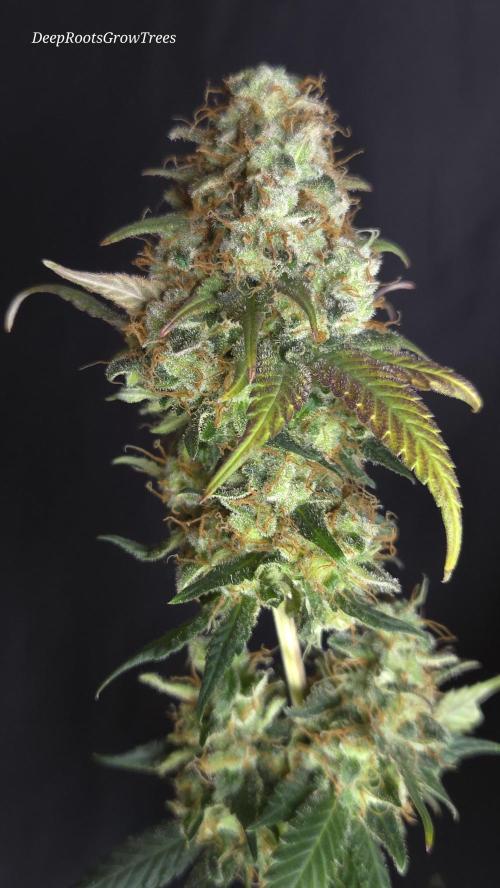 Grandpa Zombie 🧟‍♂️. Week 16