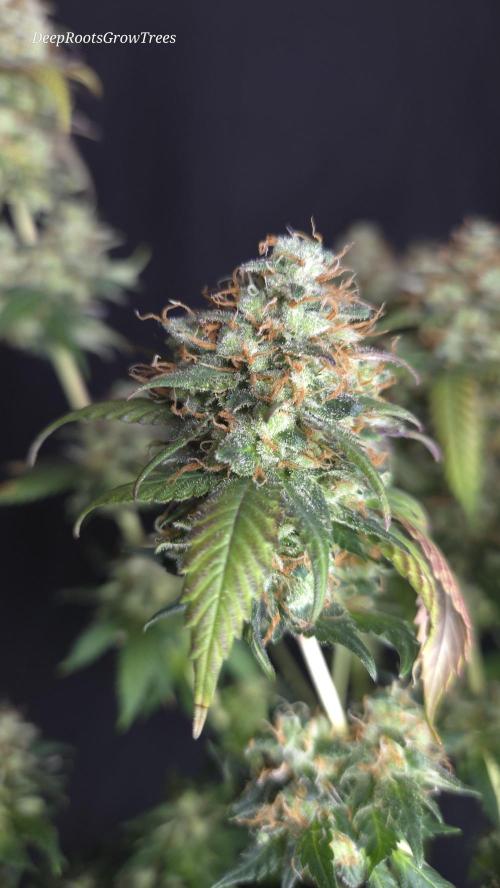 Grandpa Zombie 🧟‍♂️. Week 16