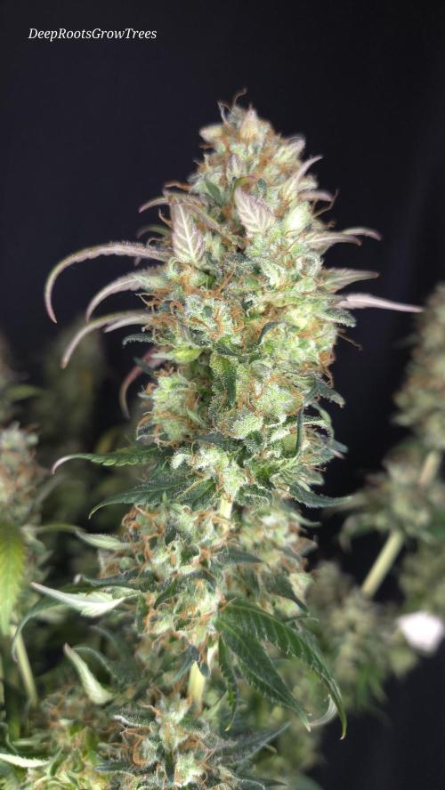 Grandpa Zombie 🧟‍♂️. Week 16