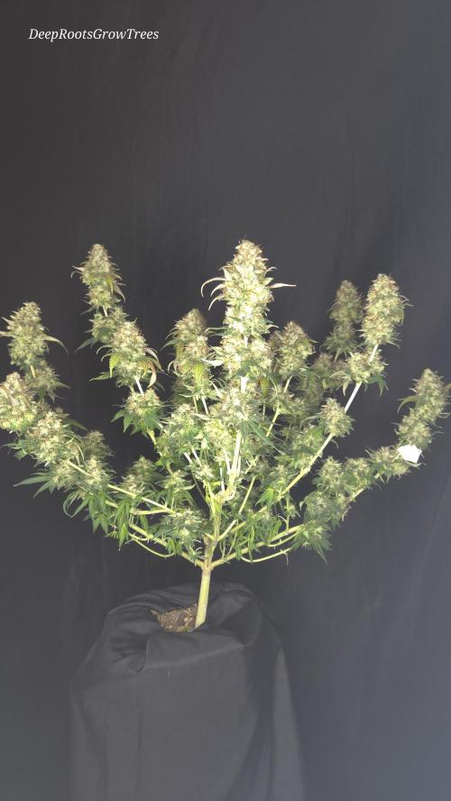 Grandpa Zombie 🧟‍♂️. Week 16
