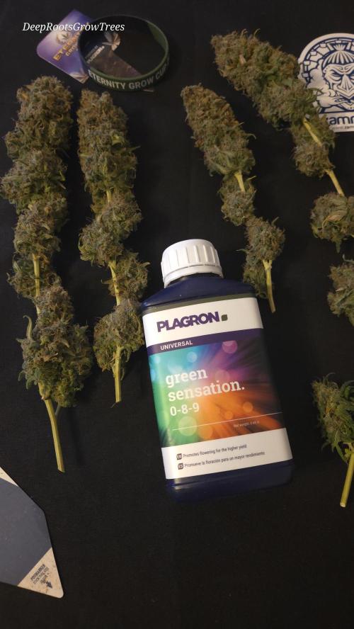 STICKY BROCCOLI 🥦 PLAGRON. Week 16