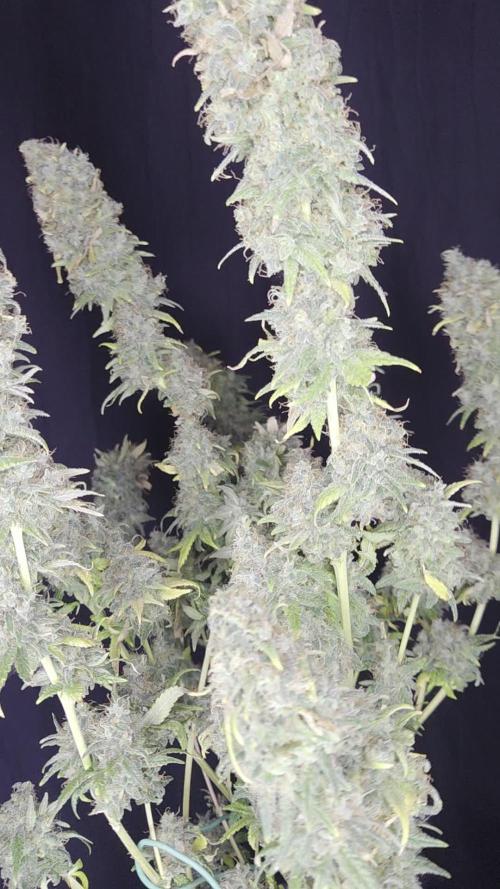 STICKY BROCCOLI 🥦 PLAGRON