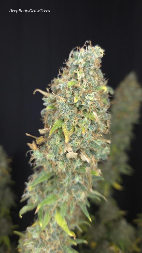 STICKY BROCCOLI 🥦 PLAGRON. Week 16