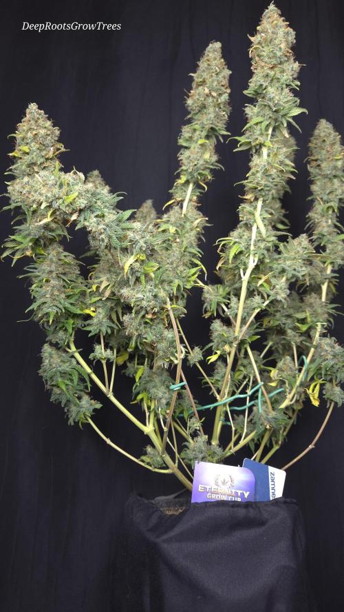 STICKY BROCCOLI 🥦 PLAGRON. Week 16