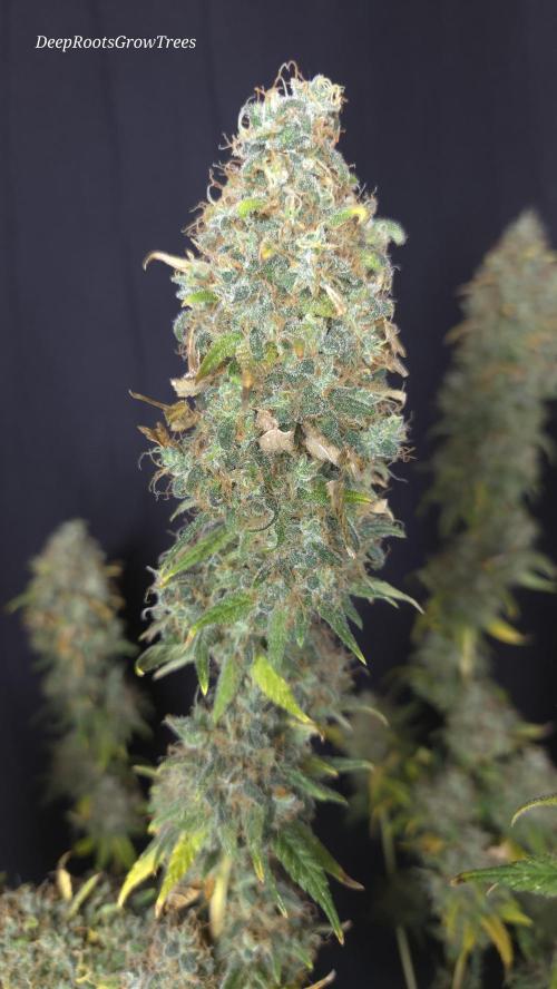 STICKY BROCCOLI 🥦 PLAGRON. Week 16