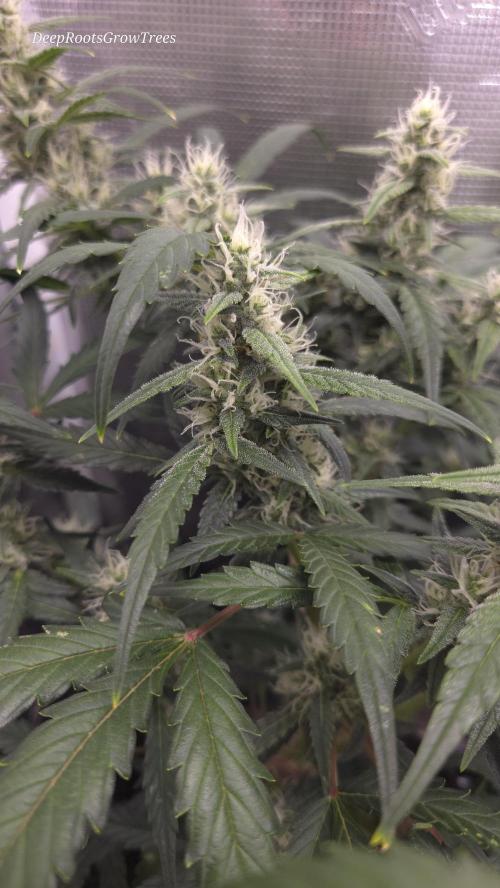 TRIPLE G AUTO. Week 7