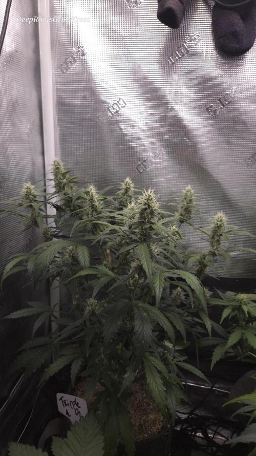 TRIPLE G AUTO. Week 7