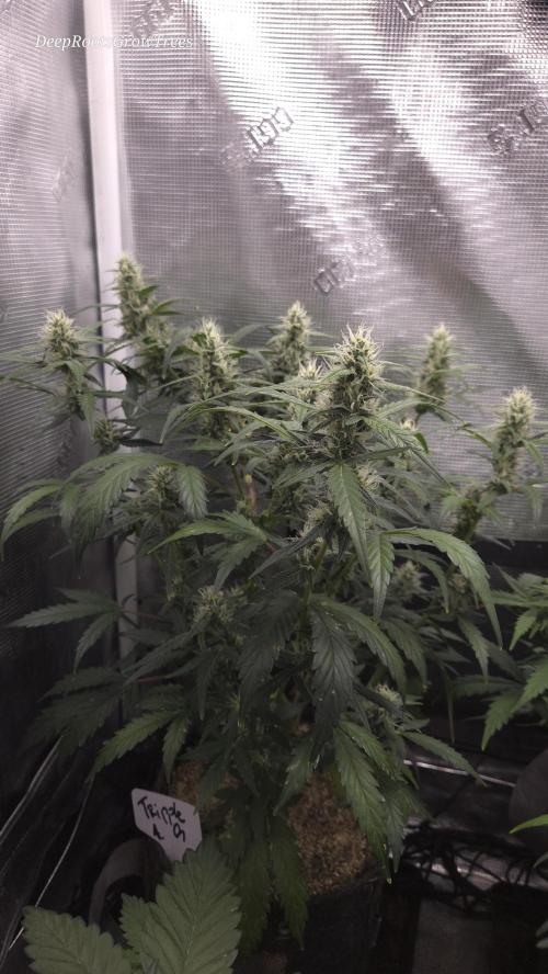TRIPLE G AUTO. Week 7