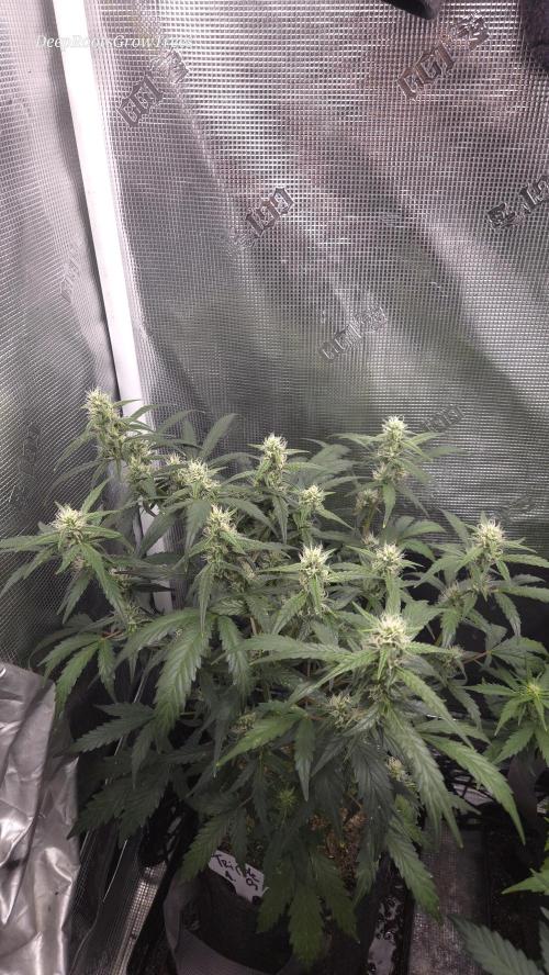 TRIPLE G AUTO. Week 7