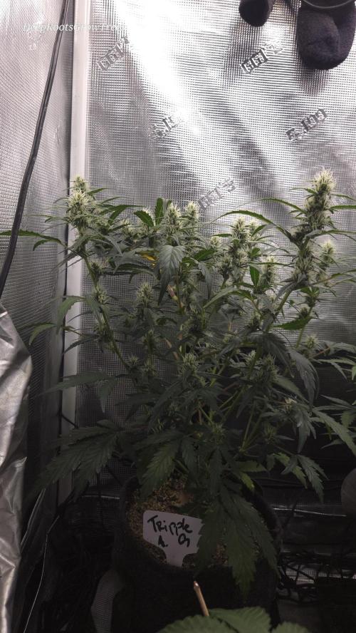 TRIPLE G AUTO. Week 7
