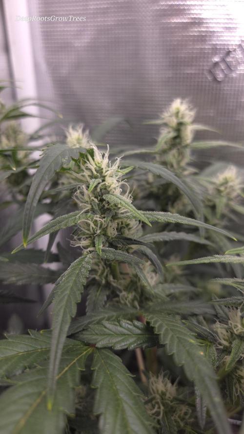 TRIPLE G AUTO. Week 7